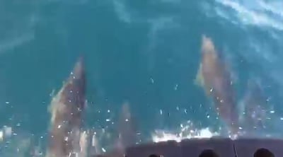 צפו:  הליווי המלכותי של הדולפינים  לעובדים