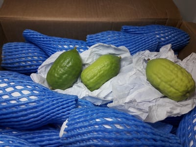 סוכלה הברחת ארבעים אתרוגים מברצלונה