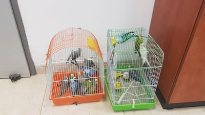 התוכים