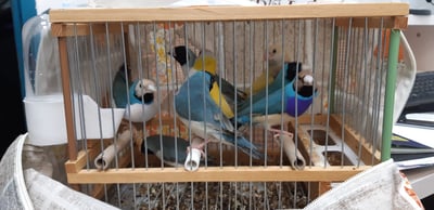 הציפורים שנתפסו