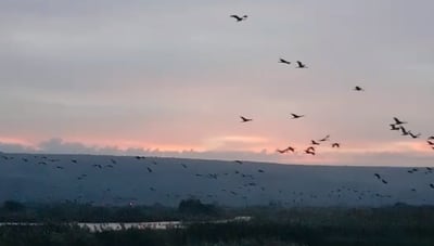 וידאו מרהיב: 57,450 עגורים באגמון. צפו