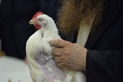 תרנגול הודו. אילוסטרציה