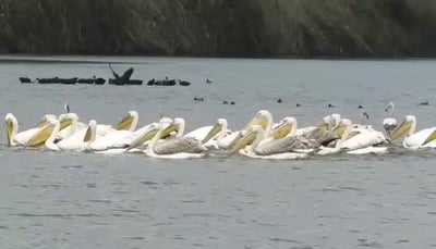 מפגש פסגה באגמון החולה: עשרות פלמינגו ושקנאים