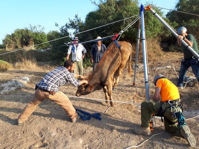 עגל במשקל 200 ק"ג חולץ מבור בעומק 6 מטרים