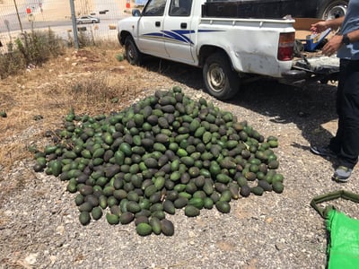 אישום: גנבו 446 ק"ג אבוקדו, נתפסו ונעצרו