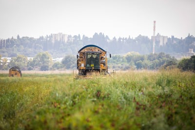 קטיף פלפלים בעמק יזרעאל