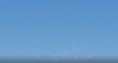 תיעוד מרהיב: השקנאים הנודדים עברו בהחולה