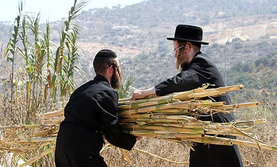 פעילות חול המועד במגוון אתרי קק"ל
