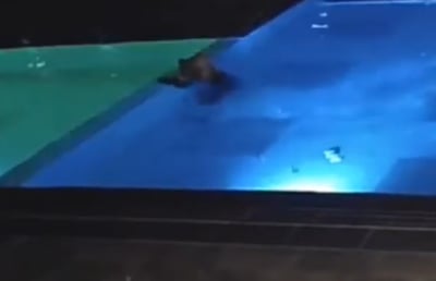 תיעוד: דב חום פשט על הספא ונכנס לבריכה