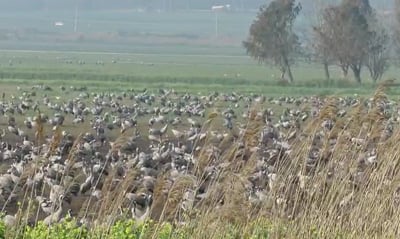 הימים מתארכים: אלפי עגורים במסע נדידה
