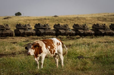 פלסטיני גנב פרות מיהודי, נפל ומת במקום