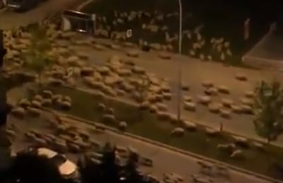 אמיתי: האנשים בבידוד, הכבשים השתלטו