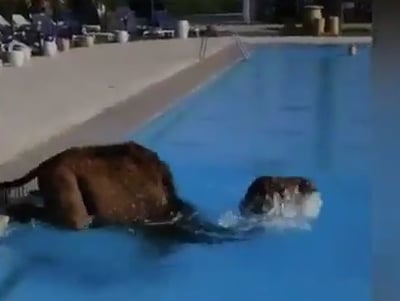 הגמל ניצל את הקורונה, ונכנס להצטנן בבריכה
