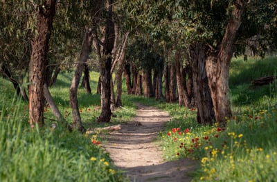 מטיילים בבין הזמנים? שמרו על הטבע בארצנו