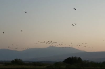 תיעוד מדהים: 33,000 עגורים ב'אגמון'. צפו