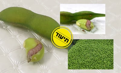 אוהבים פולים או אדממה? אתם חייבים לראות את זה