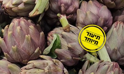 אוהבים ארטישוק? בואו תראו מה הולך עליו