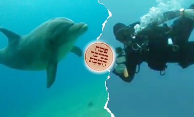 כש'יחידת הצלילה' צללה אל מעמקי ים סוף • תיעוד מרהיב