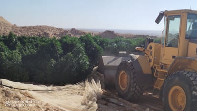 המשטרה השמידה כ-44 אלף שתילי קנאביס
