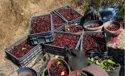 הדובדבנים שנתפסו