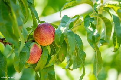 מרהיב: הנקטרינות של אלוני הבשן