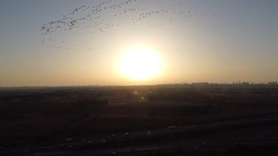 מדהים: כשהחסידות חצו את שמי אלעד; צפו