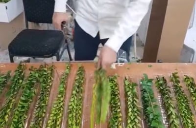 מיון ההדסים