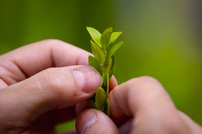 התחזית: ירידה בטמפרטורות; מחר: גשם קל