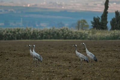 עמק החולה