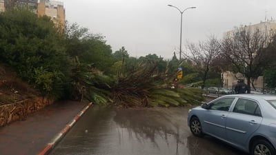 נפילת עץ בכרמיאל