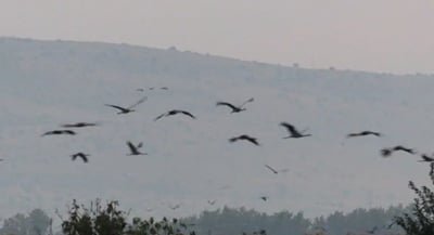 עגורים באגמון החולה. ארכיון