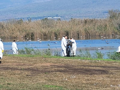 העגורים באגמון החולה, היום