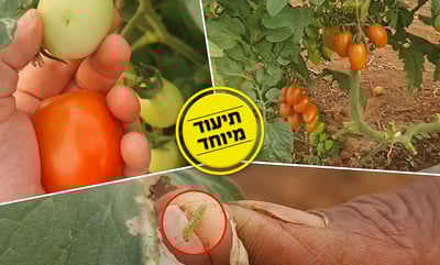 אוהבים עגבניות שרי? הסרטון הזה בשבילכם