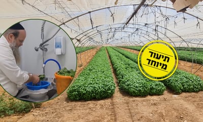 מה מצב החסה בחממה? • תיעוד מיוחד