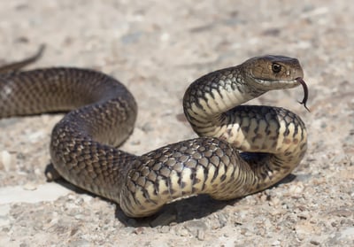 בת 18 וחצי מורדמת ומונשמת לאחר הכשת נחש
