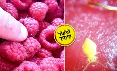 בדיקת פטל