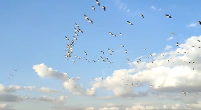 בדרך לאפריקה: מאות שקנאים נוחתים באגמון החולה