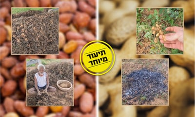 אוהבים בוטנים? לא תאמינו איך הם גדלים • צפו