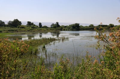 מסוריה לישראל: חיידק כולרה התגלה במקור מים בצפון