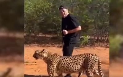 כששוקי סלומון צעד לצד חיות טורפות בדרום אפריקה