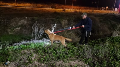 אחרי חיפושים עם כלבנים ורחפנים: הנעדר אותר בריא ושלם