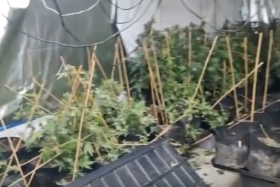 מעבדה במחסן: נחשפו מאות שתילים החשודים כסם
