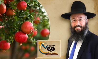 על איזה סוגי אילנות פרי נברך 'ברכת האילנות'? • צפו