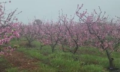 צפו בגשם על מטעי פרי