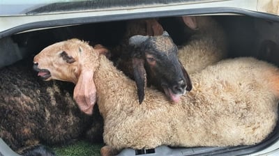 כמה כסף תקבלו אם תקריבו קרבן פסח בהר הבית? | התעריף