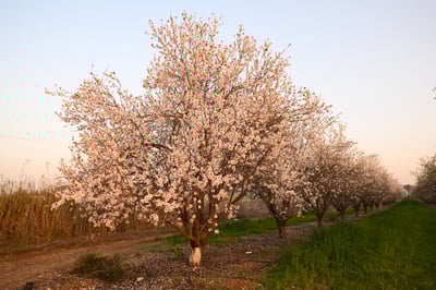 התחזית: תחול עלייה בטמפרטורות; מחר - שרב ברוב הארץ