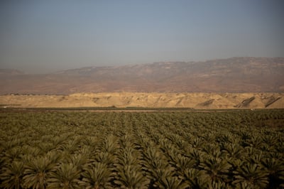 מטע תמרים | אילוסטרציה