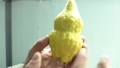"היהלומים הצהובים": הצצה לשוק היוקרה של האתרוגים