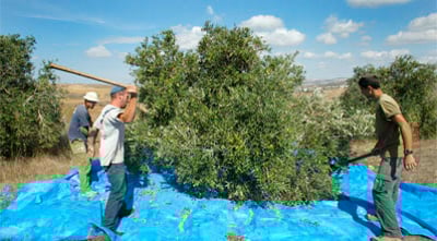 מסיק זיתים.