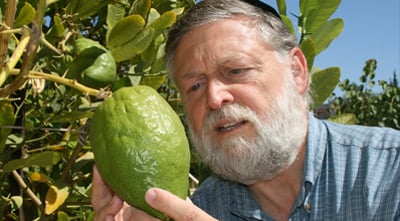 פרי הדר, עסק נהדר